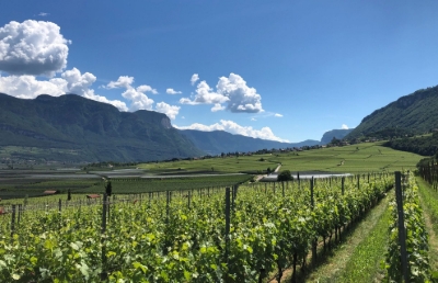 Vinos de Italia